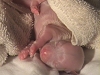 porod - birth