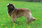 Leonberg 5/2012